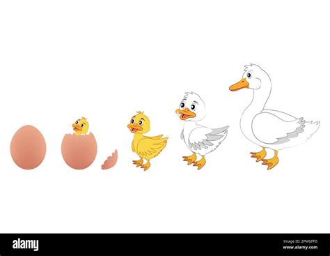 duck evolution